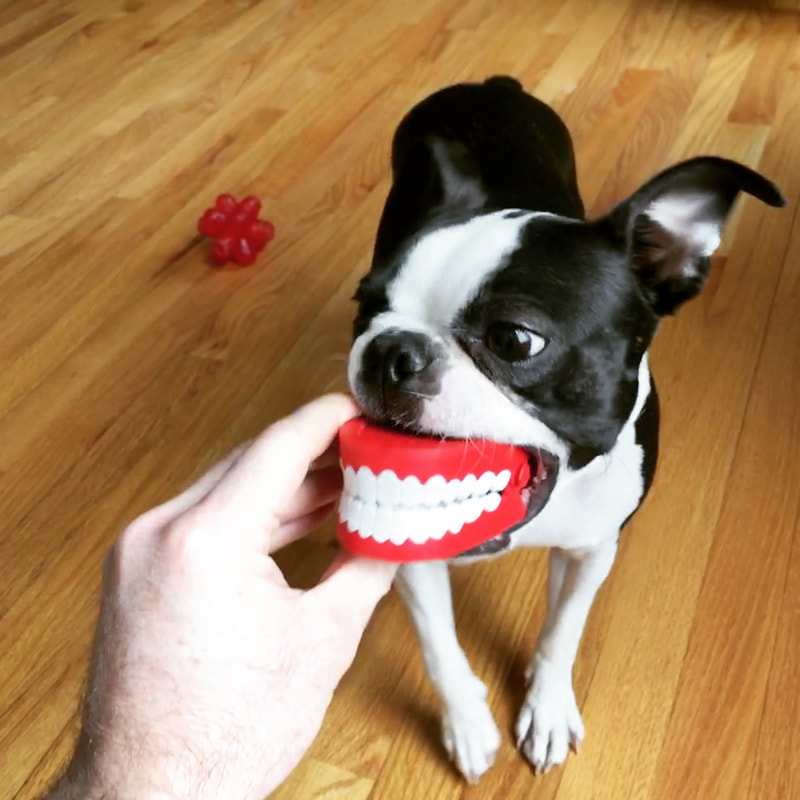 Ludella Hahn's Boston Terrier Watson